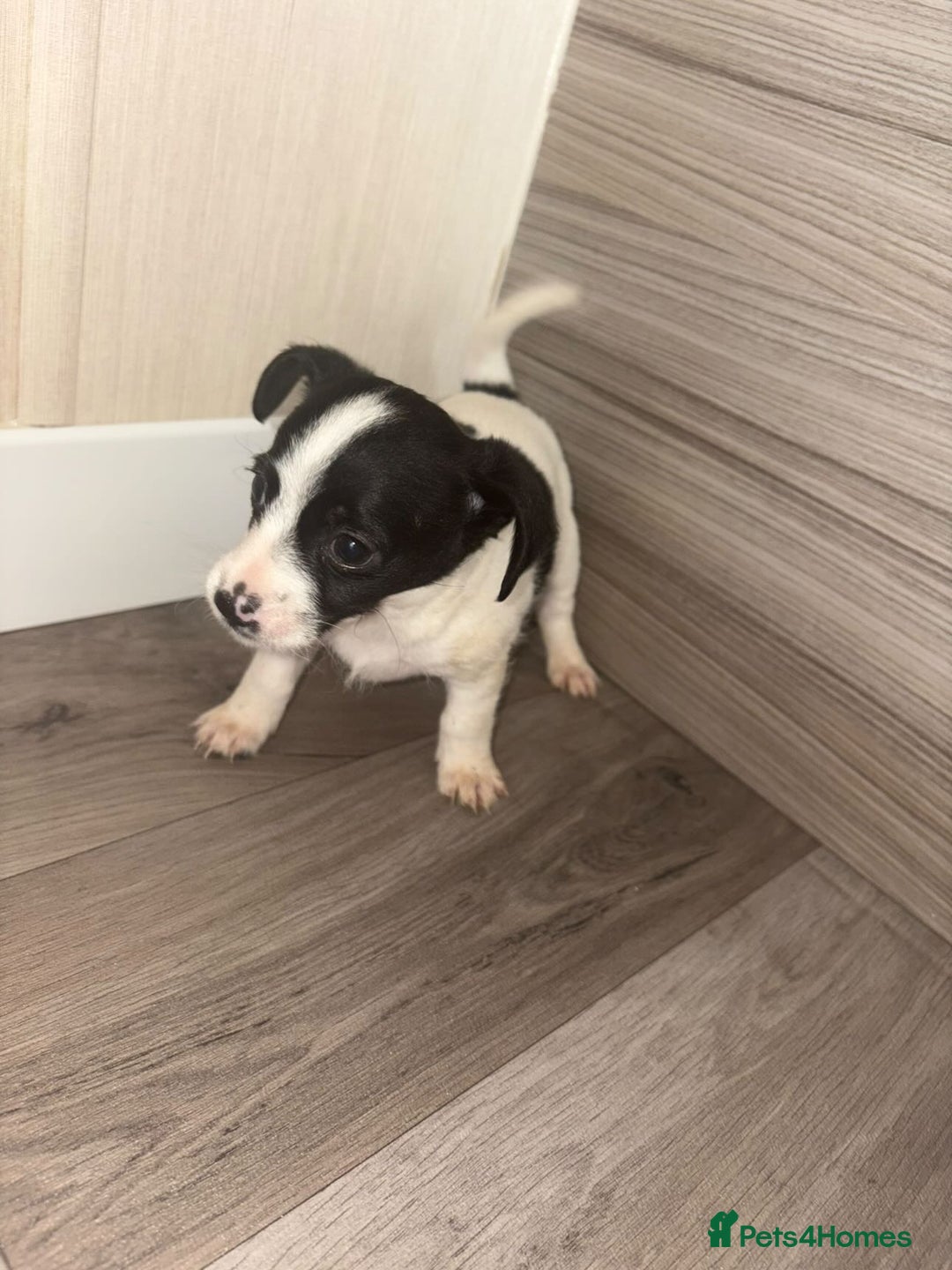 Jack Russell dogs for sale: 3 beautiful puppy’s  - Image 3