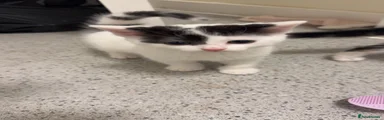 Cornish Rex 1