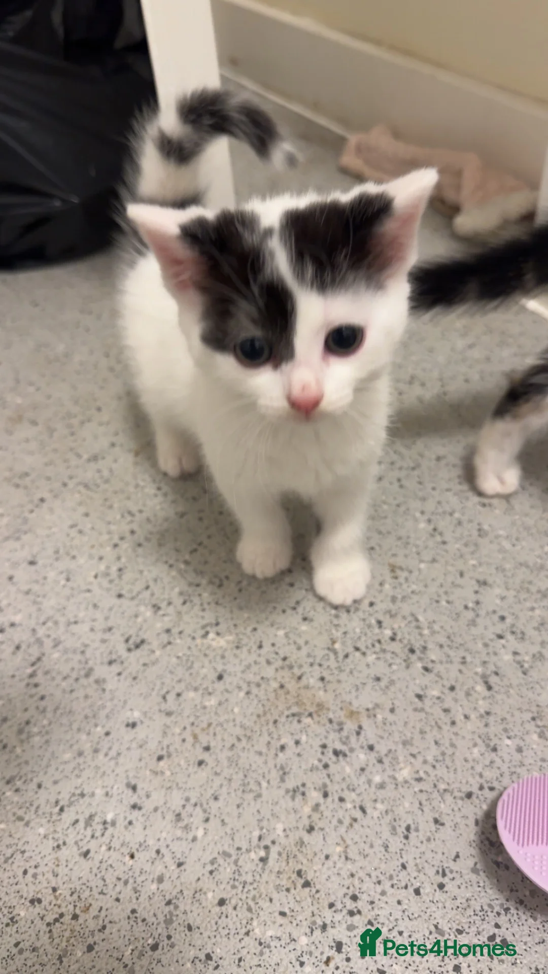 Cornish Rex cats for sale: Mixed Rex kittens  in Stratford-upon-Avon - Advert 2