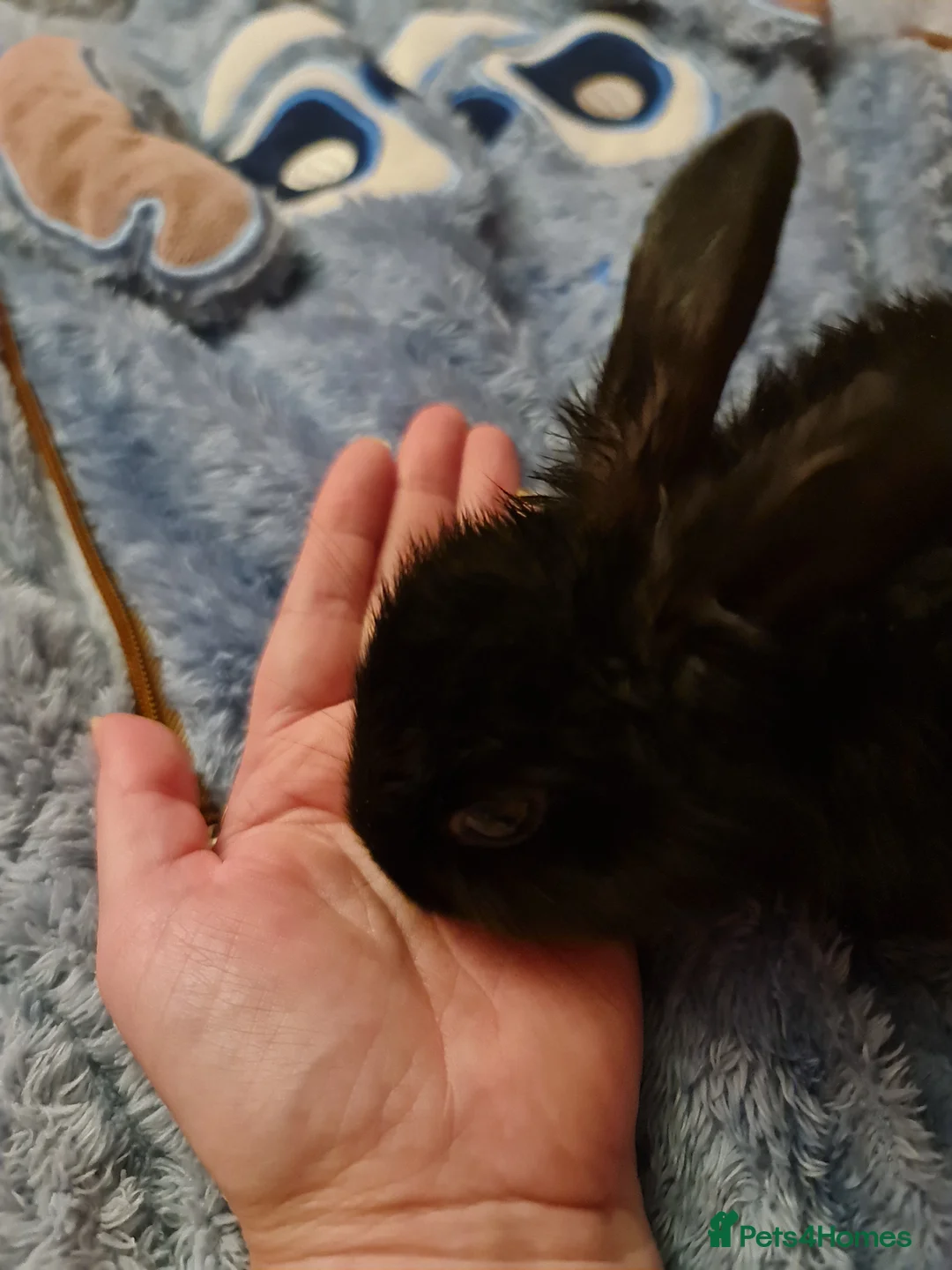 Mixed Breed rabbits for sale: 1 Male Rabbit Kit For Sale - Advert 2