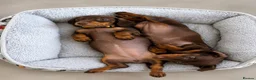 Miniature Dachshund dogs for sale: True miniature dachshund puppies  - Advert 3
