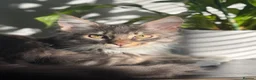 British Shorthair cats for sale: Male Maincoon & male British short hair - Advert 8