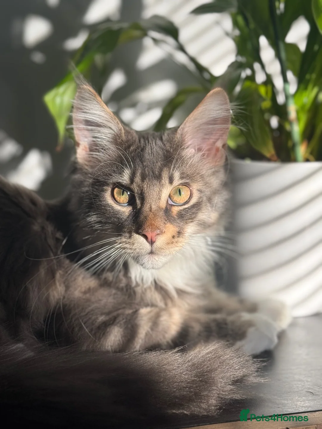British Shorthair cats for sale: Male Maincoon & male British short hair - Advert 8