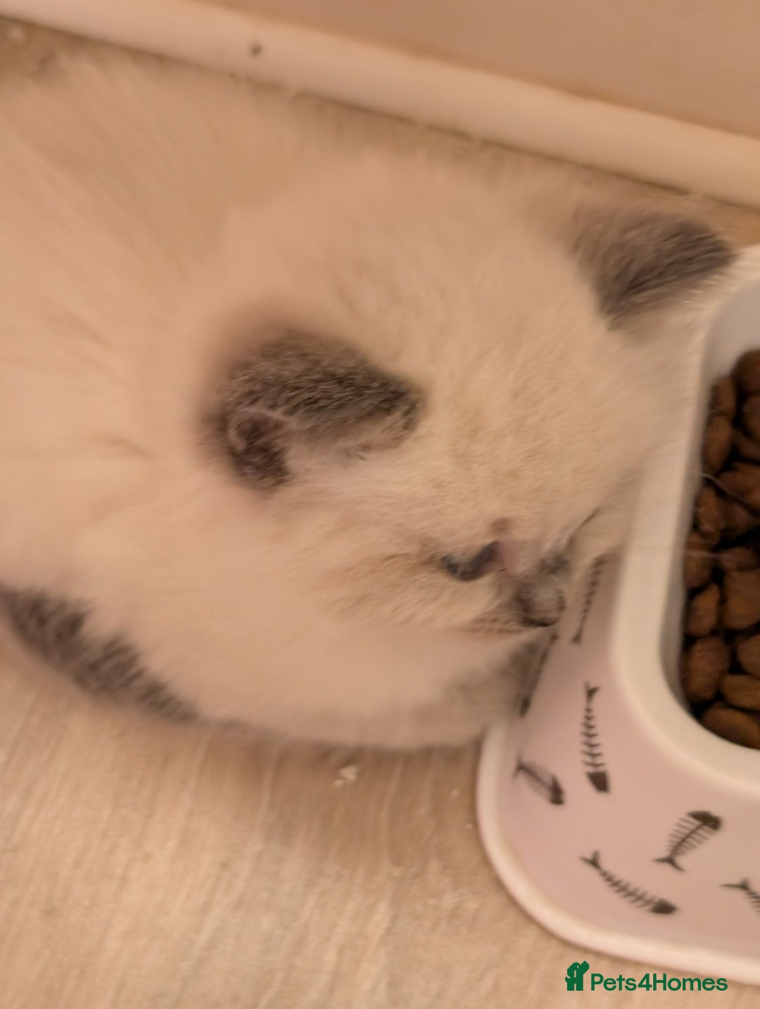 Ragdoll cats for sale:  Ragdoll kitten  - Advert 12