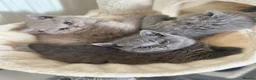British Shorthair cats for sale: GCCF registered kitten - Advert 7