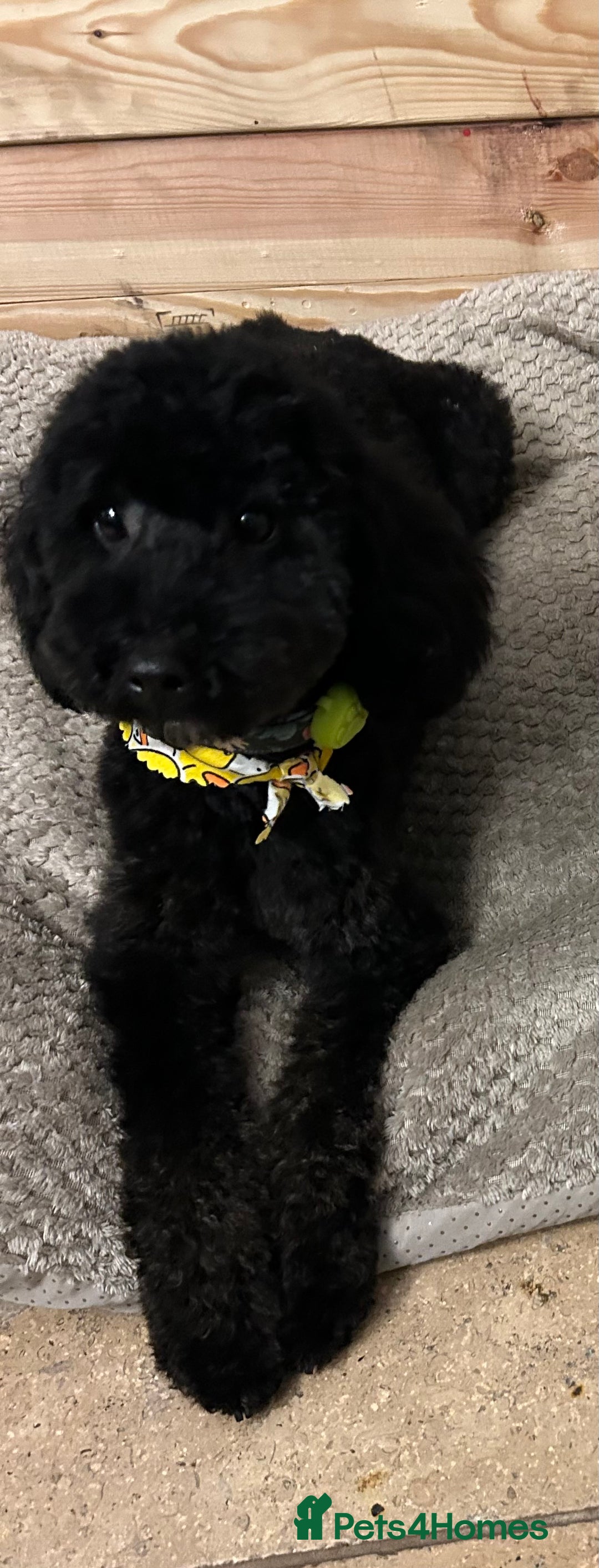 Toy Poodle dogs for sale: Beautiful Toy poodle girls Available next weekend  - Advert 3