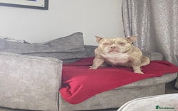 Mixed Breed dogs for sale: Pocket bully coco - Image 2