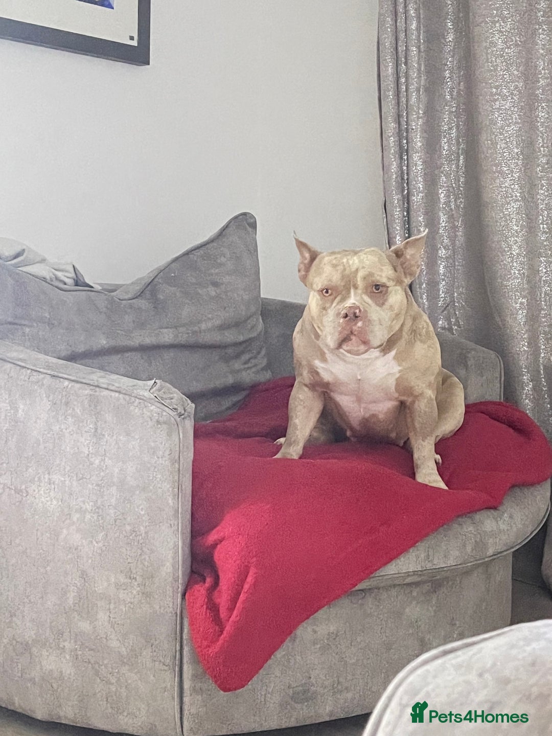 Mixed Breed dogs for sale: Pocket bully coco - Image 2