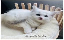 Ragdoll cats for sale: Champion line Ragdoll kittens GCCF registered - Image 6