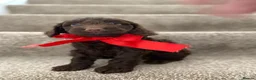Cockapoo dogs for sale: Health  tested F1BB miniature cockapoo puppies  - Advert 8