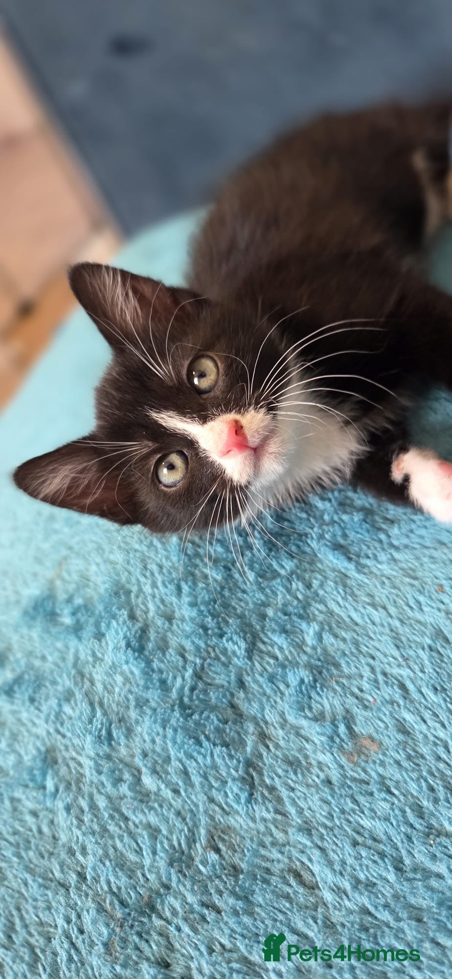 Domestic Shorthair cats 2 Beautiful loving male kittens need loving homes - Advert 4