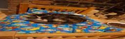 Mixed Breed cats for sale: Kitten  - Advert 4