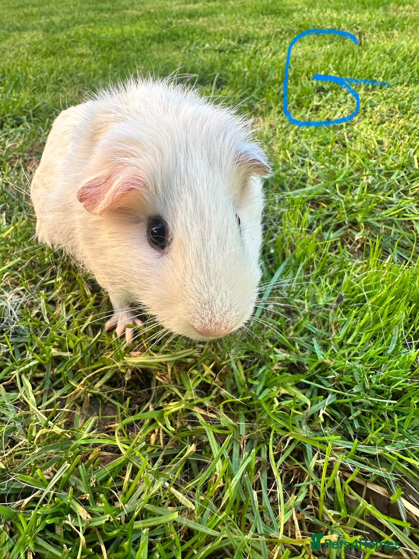 Guinea Pig rodents Male and female Guinea Pigs For Sale  - Advert 2