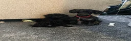 Cockapoo dogs for sale: Ready Now f1b Black & Brown Cockapoo Puppies! 🐾 - Advert 9
