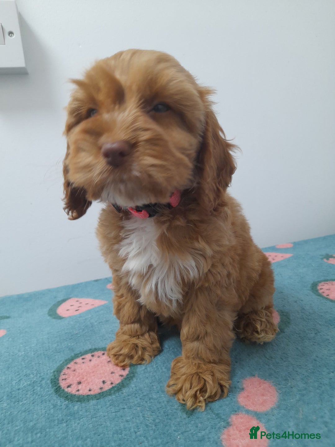 Cockapoo dogs for sale: Beautiful cockapoo puppies ready now - Advert 36