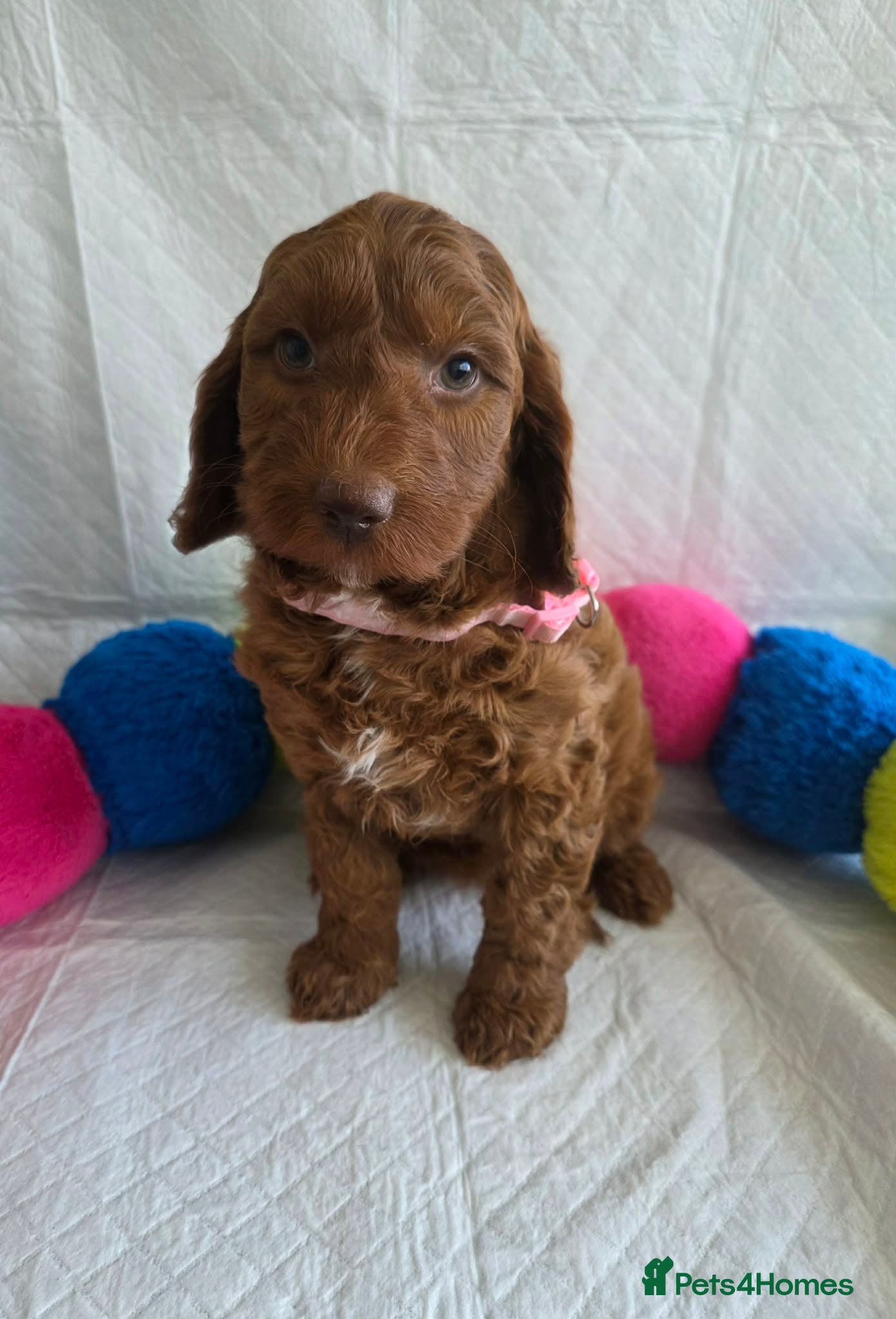 Goldendoodle dogs 👑 Deep Red Australian Double Doodles Multigen👑 - Advert 5