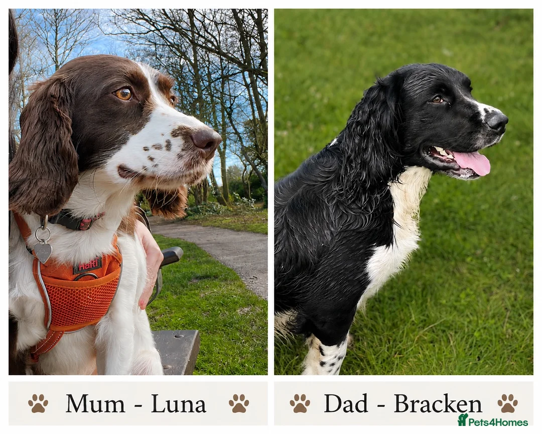 English Springer Spaniel dogs for sale: 🐾Gorgeous KC Reg English Springer Spaniel Pups🐾 - Advert 4