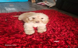 Cockapoo dogs for sale: Beautiful cockapoo puppies for sale in Burnley - Image 1