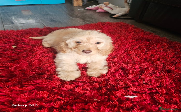 Cockapoo dogs in Burnley - Advert 13