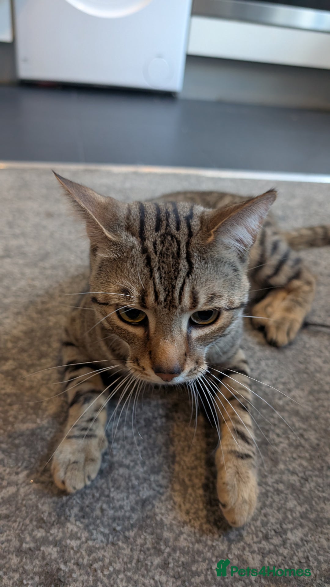 Domestic Shorthair cats for sale: Cuddly 2-Year-Old Indoor Male Cat, Great With Kids - Advert 1