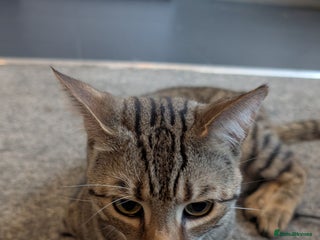 Domestic Shorthair cats Cuddly 2-Year-Old Indoor Male Cat, Great With Kids - Advert 1