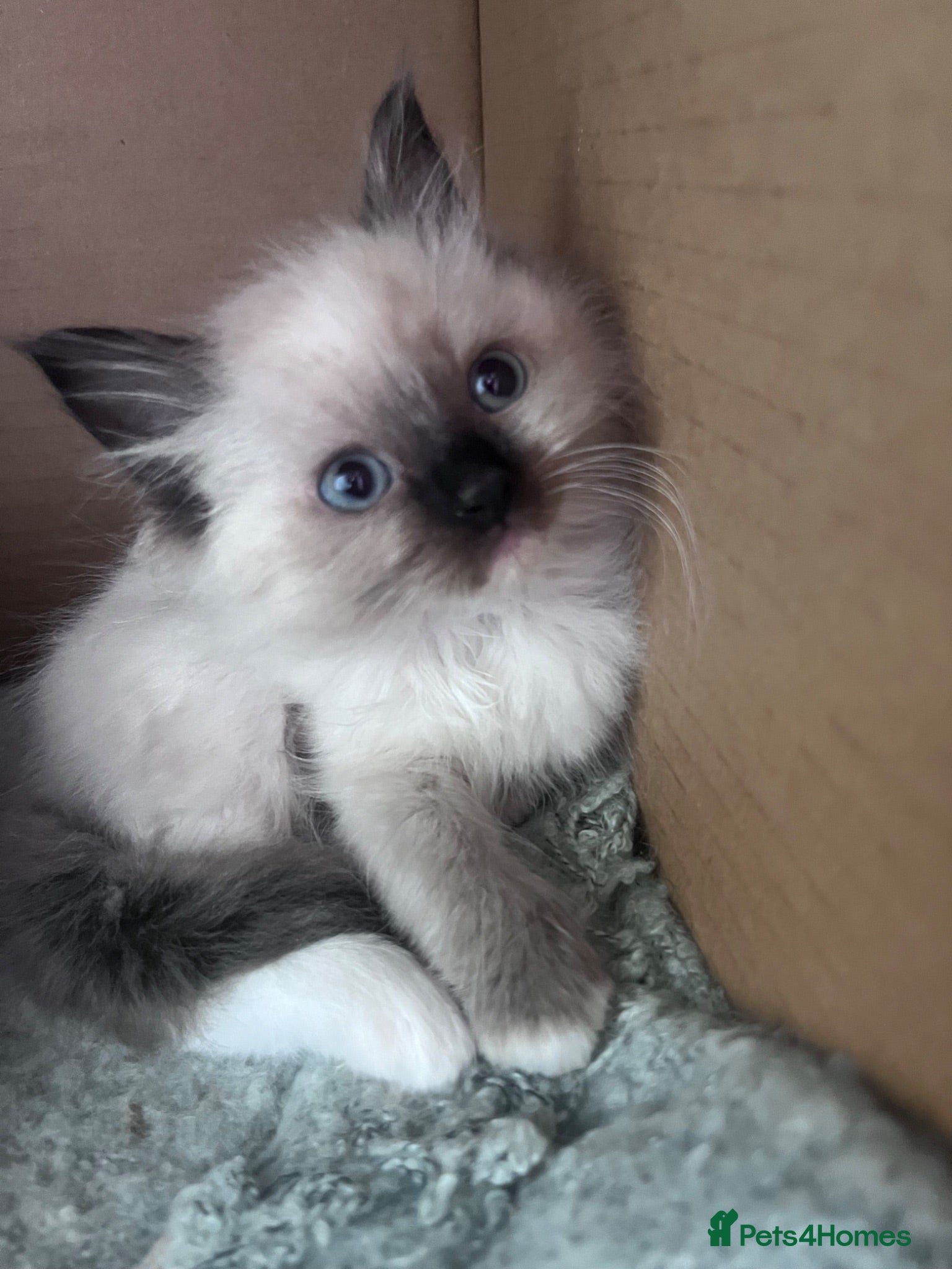Ragdoll cats Ready to leave Ragdoll’s  - Advert 2
