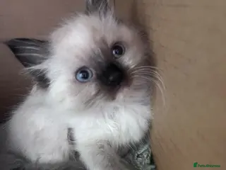 Ragdoll cats Ready to leave Ragdoll’s - Advert 2