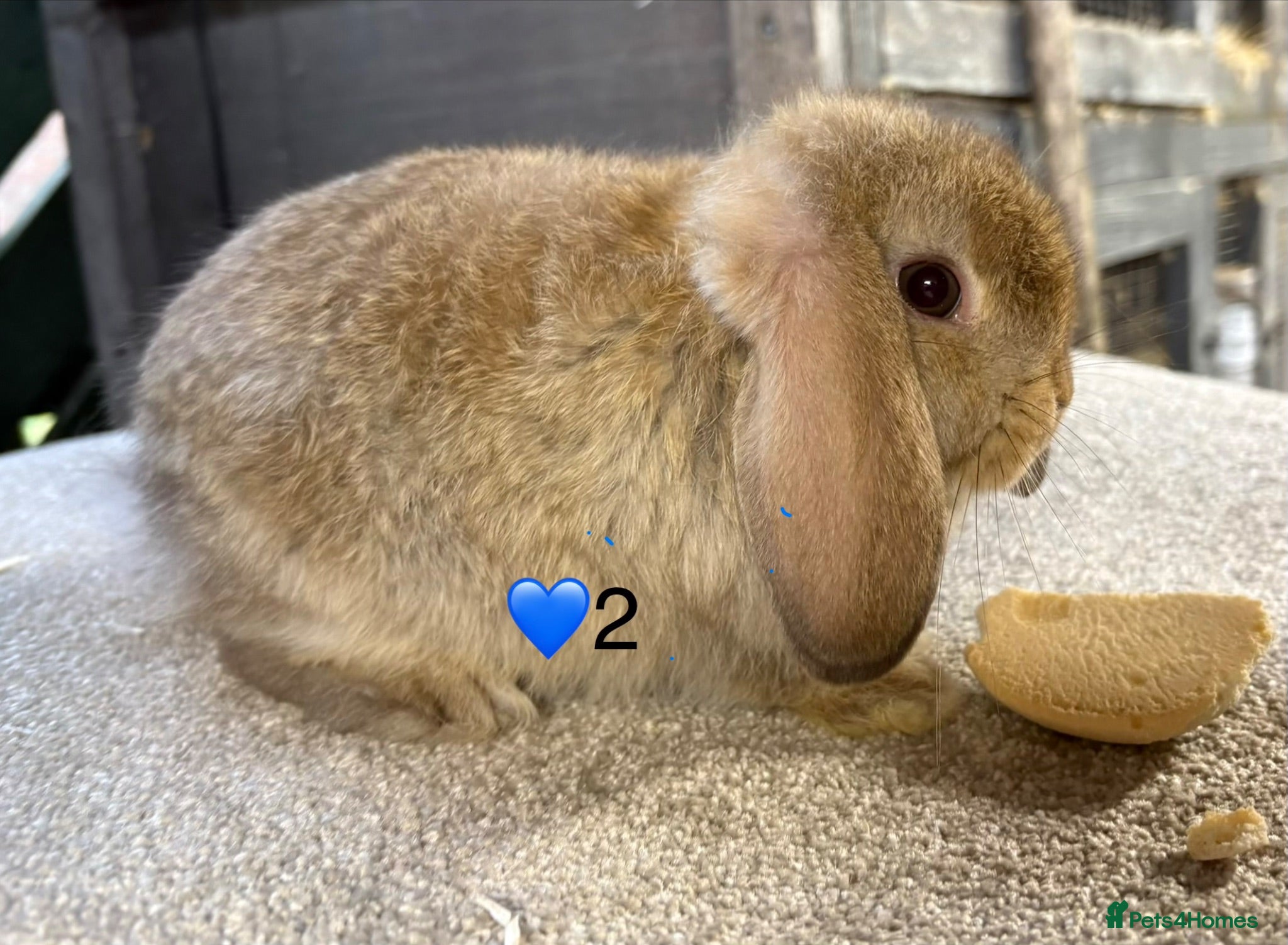 Mini Lop rabbits Mini lop litter - Advert 1
