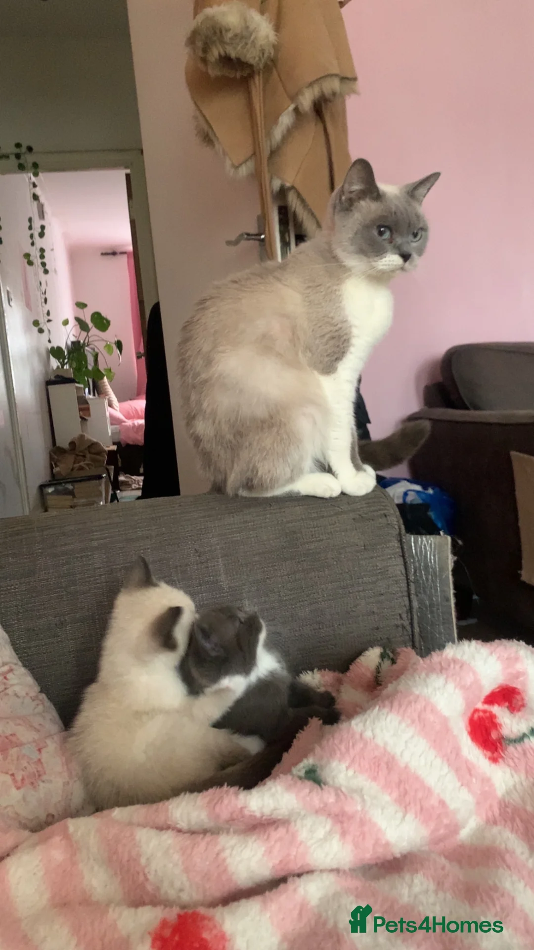 British Shorthair cats for sale: 2 beautiful British short hair kittens  - Advert 2