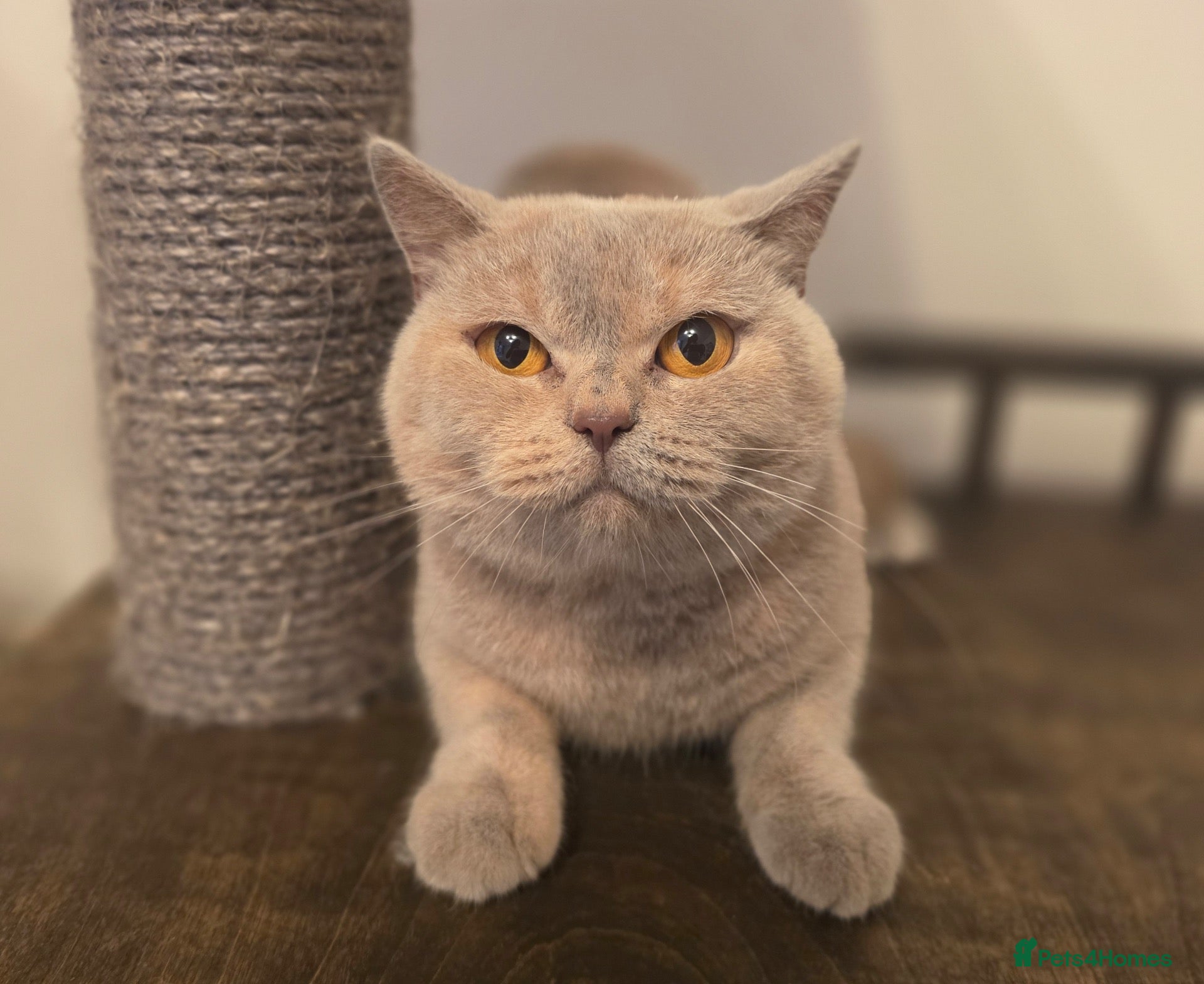 British Shorthair cats GORGEOUS GGCF ACTIVE REG QUEENS - Advert 13