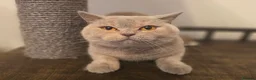 British Shorthair cats for sale: GORGEOUS GGCF ACTIVE REG QUEENS - Advert 1