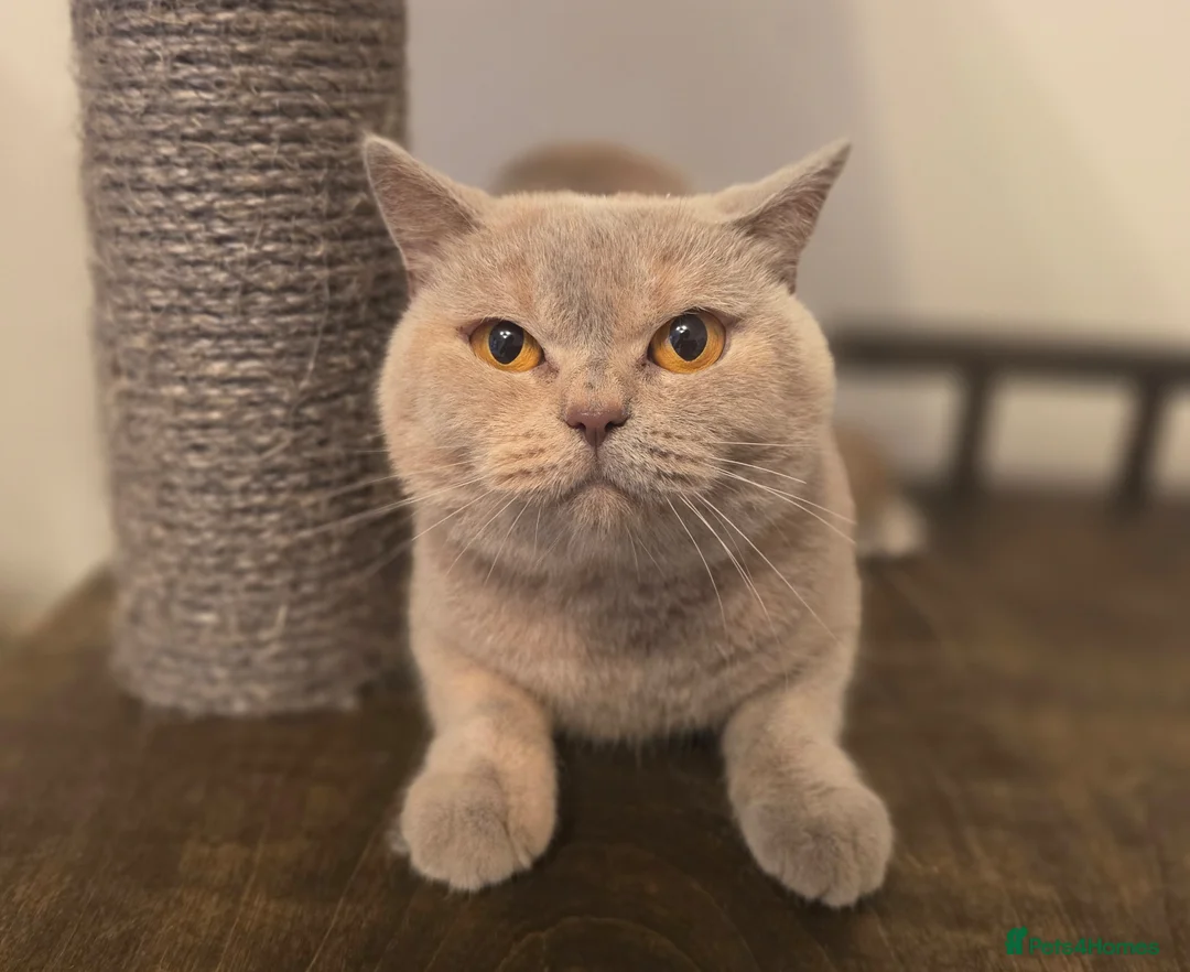 British Shorthair cats for sale: GORGEOUS GGCF ACTIVE REG QUEENS - Advert 1