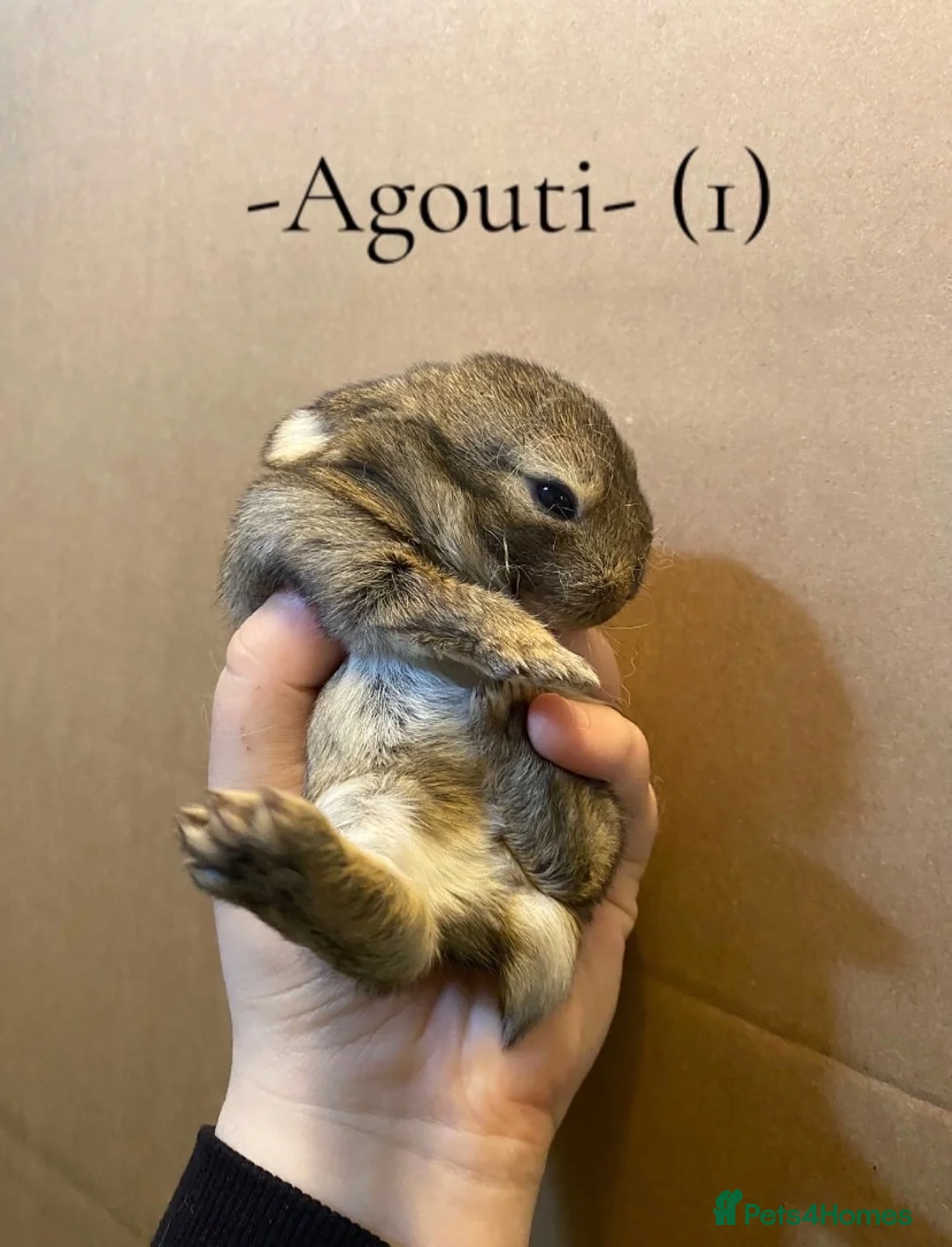 Mini Lop rabbits for sale: -Eight Gorgeous Mini Lop Rabbits- - Advert 1