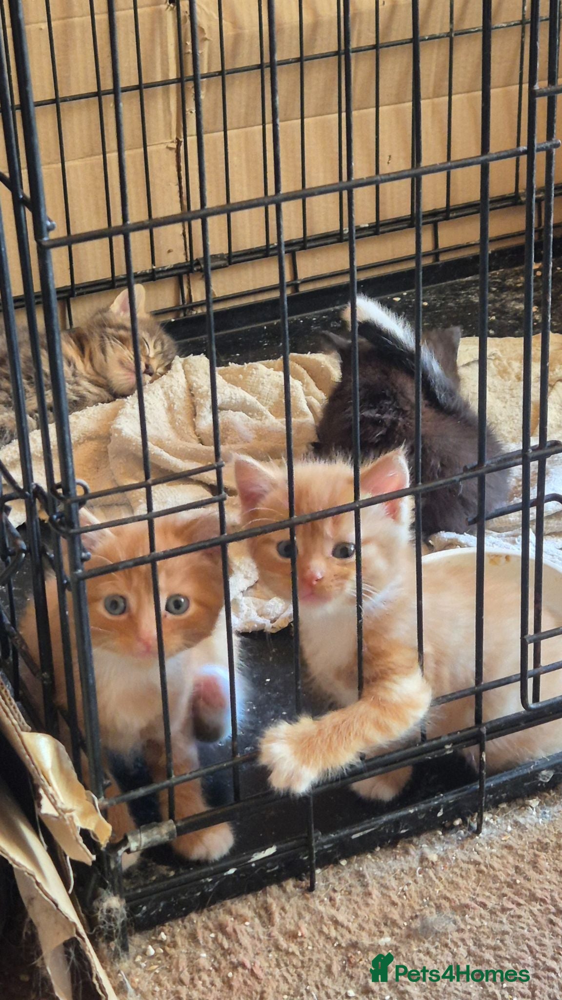 Mixed Breed cats 3 adorable boy kittens - Advert 6