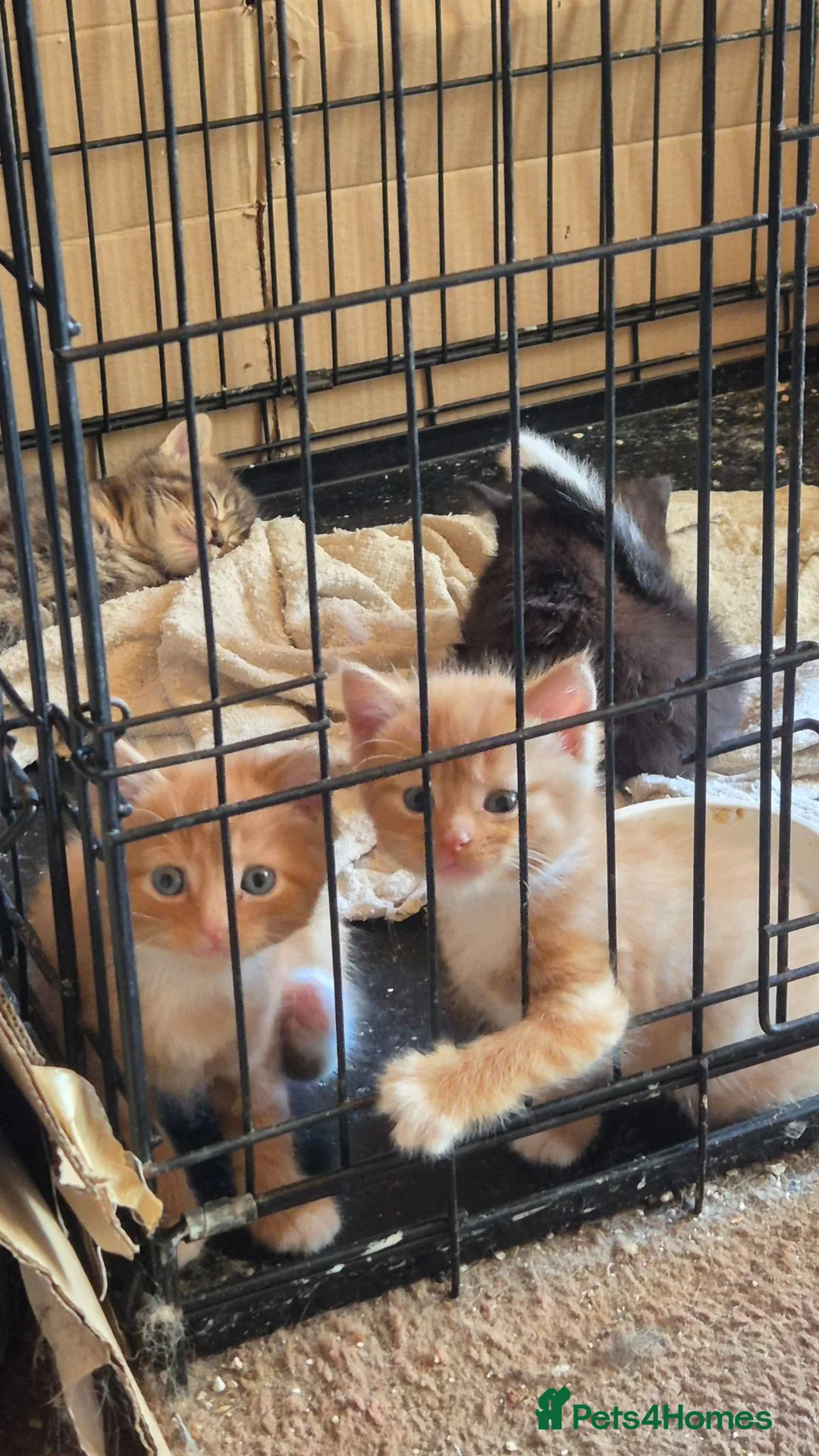 Mixed Breed cats for sale: 3 adorable boy kittens - Advert 1