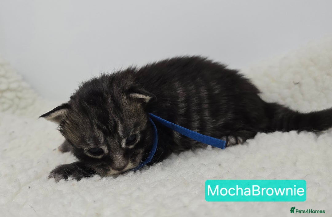 Maine Coon cats for sale: Maine Coon Kittens (Russian & Golden lines) - Advert 18