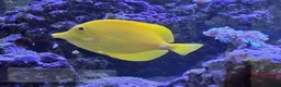 Other/Mixed Breed fish for sale: Marine fish lots in Bridgwater - Advert 9