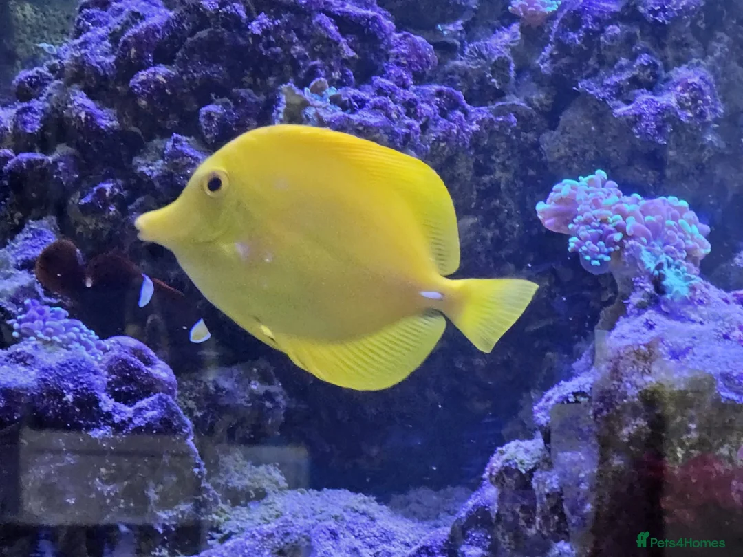 Other/Mixed Breed fish for sale: Marine fish lots in Bridgwater - Advert 9
