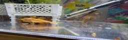 Plecos fish for sale: Beautiful small Platy, Guppy &Pleco – Hobby Tank - Advert 21