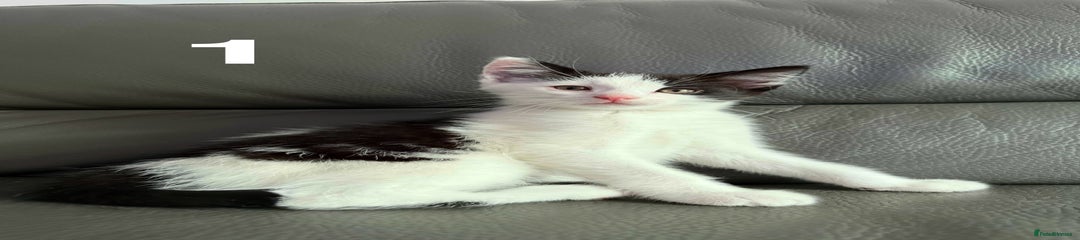 Domestic Shorthair Kitten 1