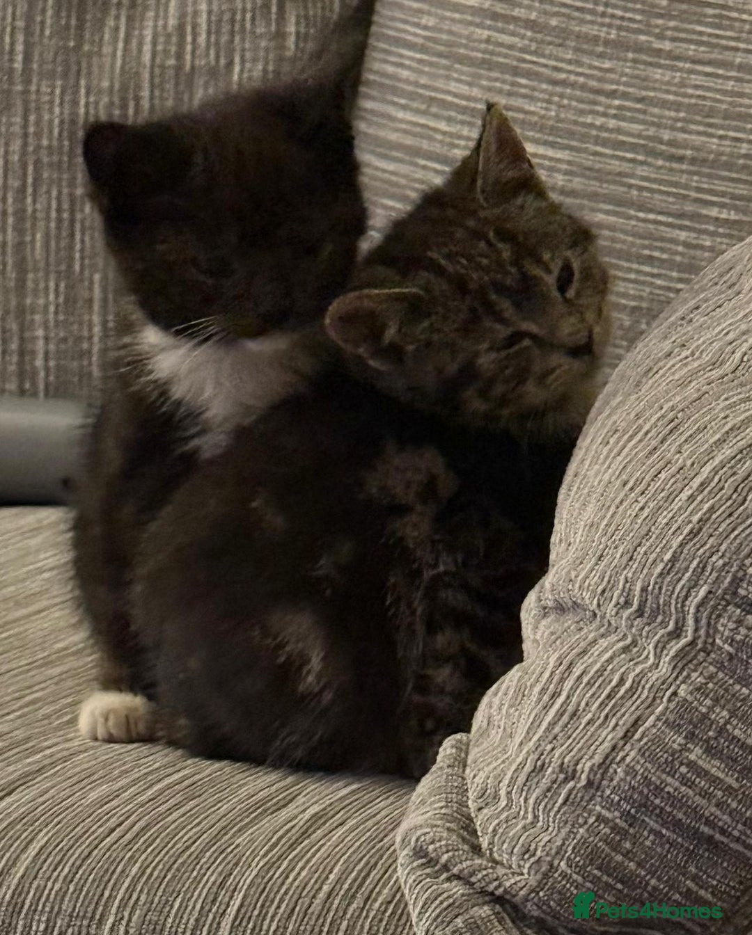 Domestic Shorthair cats for sale: 2 Kittens need a new home  - Image 5