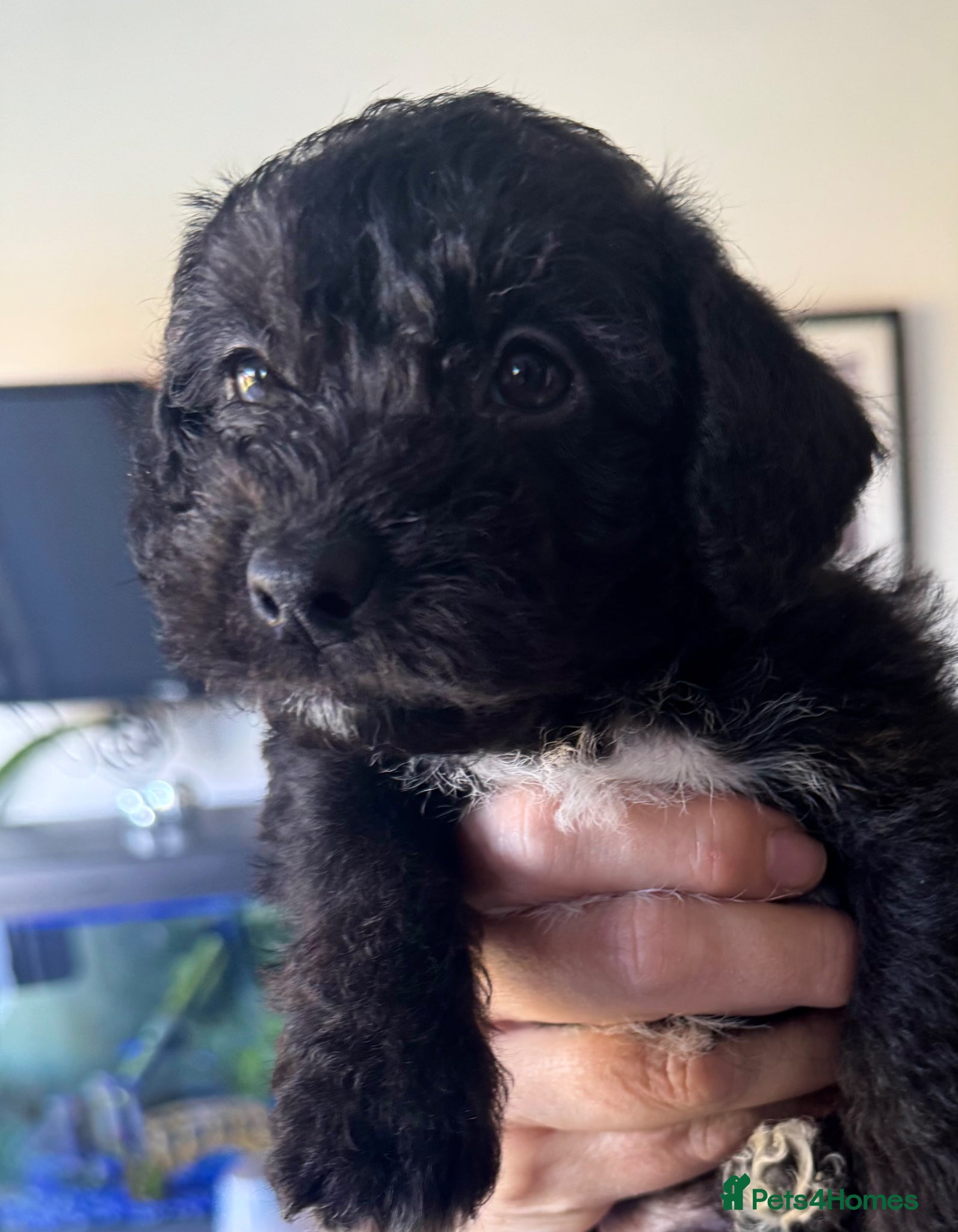 Jackapoo dogs One Lovely Jackapoo puppy available - Advert 6