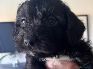 Jackapoo dogs One Lovely Jackapoo puppy available - Advert 6