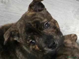 Mixed Breed dogs Chaffy puppies Chow x Staffy - Advert 16