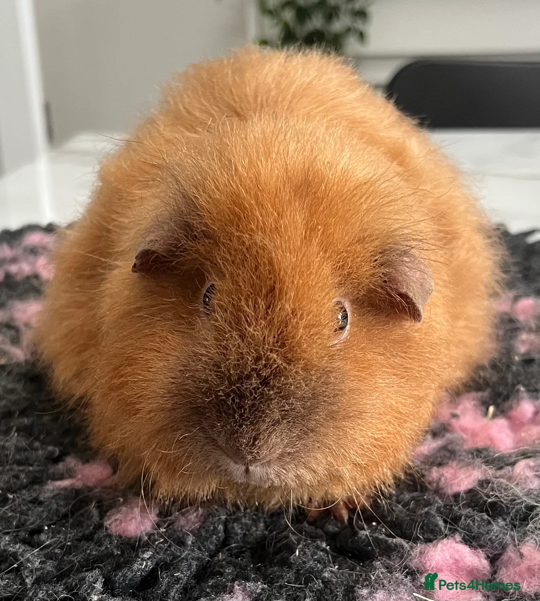 Guinea Pig rodents for sale: Sheltie (silky), coronet, Texel, Merino guinea pig - Advert 8