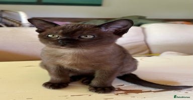 Burmese cats - Advert 8