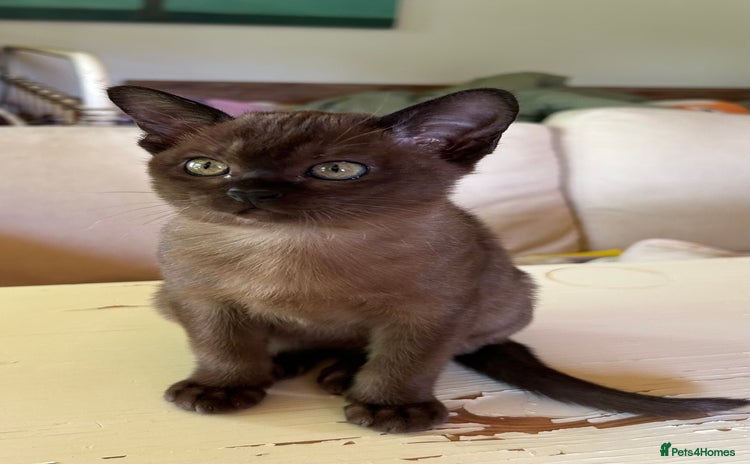 Burmese cats - Advert 7