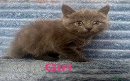 Ragdoll cats for sale: Ragdoll x persian F1b - Image 2