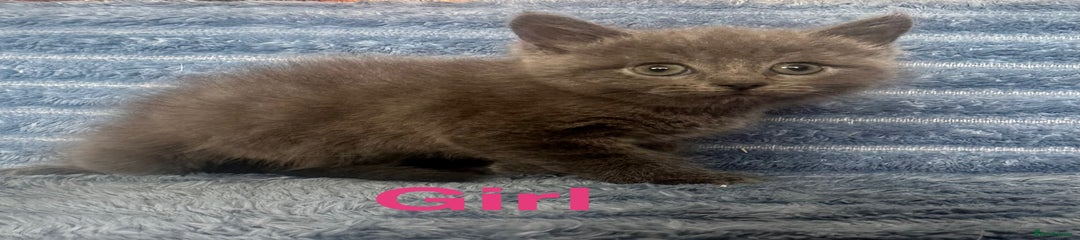 Ragdoll Kitten 3