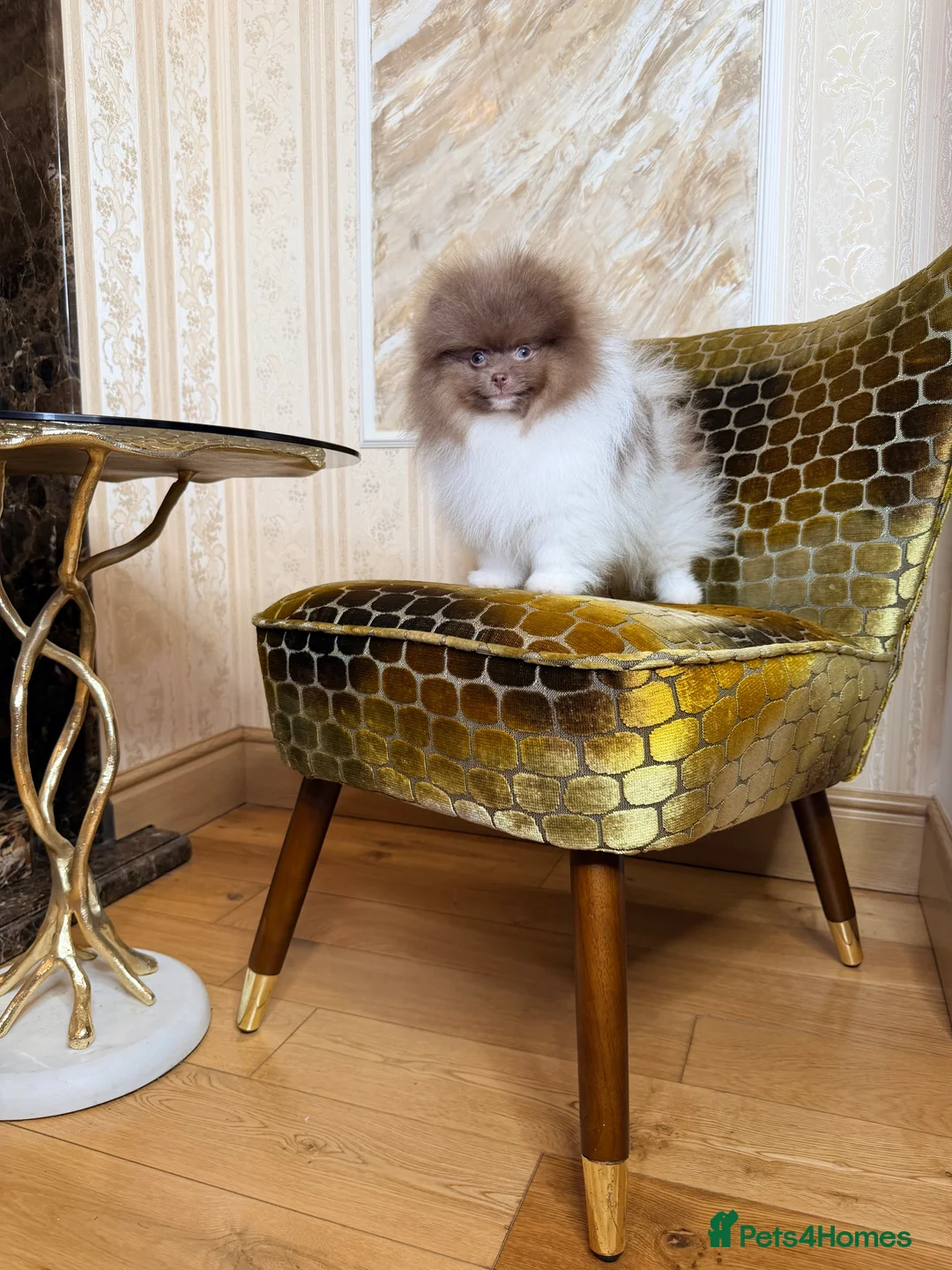 Pomeranian dogs for sale: Exclusive Lilac Party color Pomeranian Boy - Advert 38